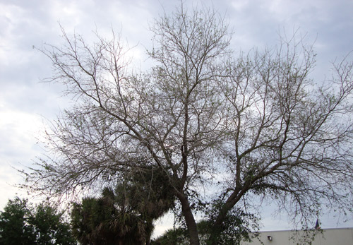 Grand chêne vivant défolié par des chenilles de la chenille à houppes du sapin (Orgyia detrita).