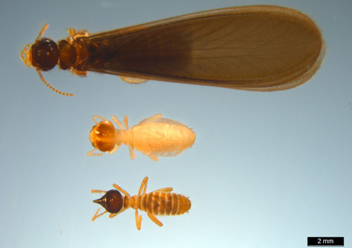 Winged adult, worker, and soldier, Nasutitermes corniger (Motschulsky) (dorsal view). 