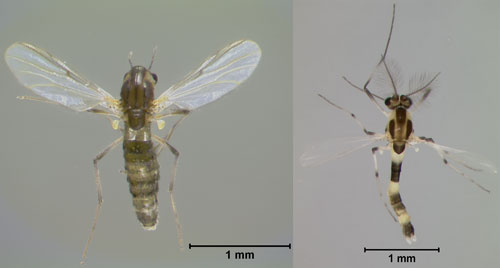Dorsal views of adult female (left) and male (right) hydrilla tip mining midge, Cricotopus lebetis Sublette. Photographs by Lyle J. Buss, University of Florida.