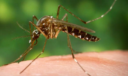 Yellow Fever Mosquito Aedes Aegypti Linnaeus 