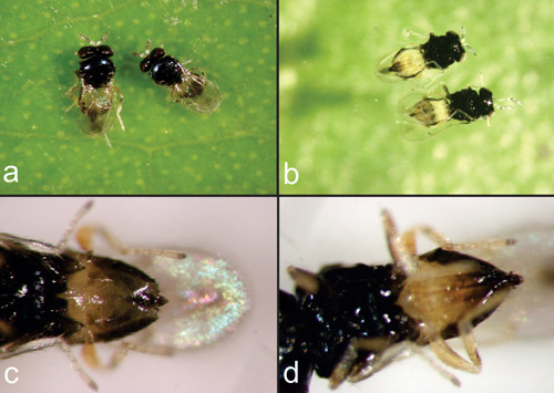 Male and female of the parasitoid Baeoentedon balios Wang, Huang & Polaszek. (a) Dorsal side; (b) Ventral side female on left and male on right; (c) Male genitalia (d) Female genitalia