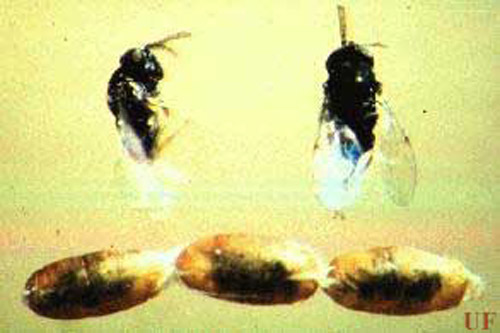 Adult females and pupae of Ageniaspis citricola Logvinovskaya. 