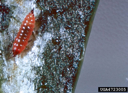 Second instar larva (deep red in color with black legs) of the alligatorweed thrips, Amynothrips andersoni O'Neill. 