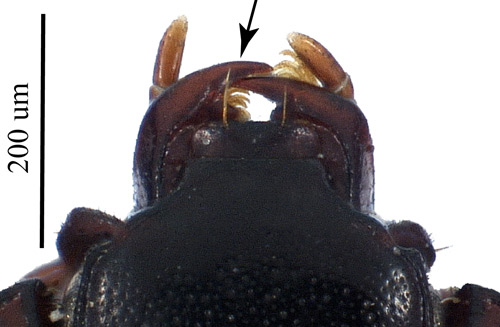 Dorsal view of the head of an adult Carcinops pumilio. The arrow indicates the large, sickle-shaped apex of the mandibles