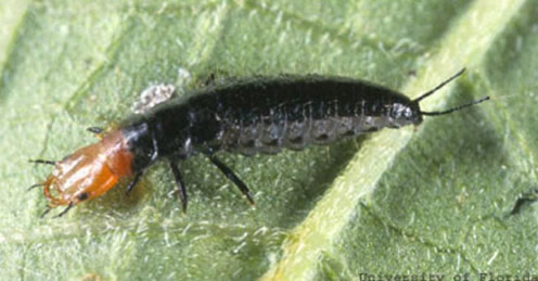 Larva of Calleida decora (Fabricius), a ground beetle. 