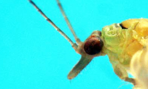 Lateral view of the gena of Boreioglycaspis brimblecombei Moore, a psyllid. 