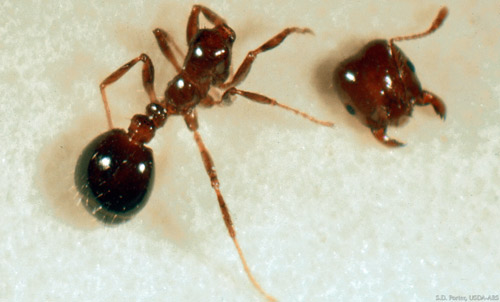 An ant that has been decapitated as a result of Pseudacteon parasitism