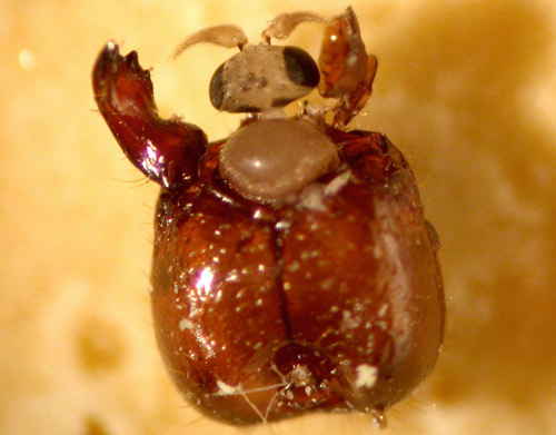 An adult Pseudacteon litoralis emerges from an ant head