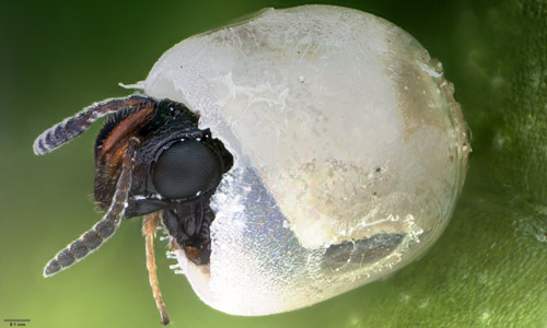 Adult emerging from a brown marmorated stink bug Halyomorpha halys (Stål) egg