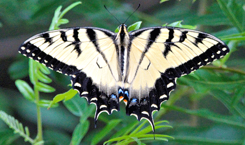 Volwassen tijgervleugelstaart, Papilio glaucus Linnaeus (vleugels gespreid, rugzijde getoond).