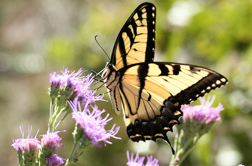 Adulter Tigerschwalbenschwanz, Papilio glaucus Linnaeus (Flügel gefaltet, zeigt die ventrale Oberfläche).