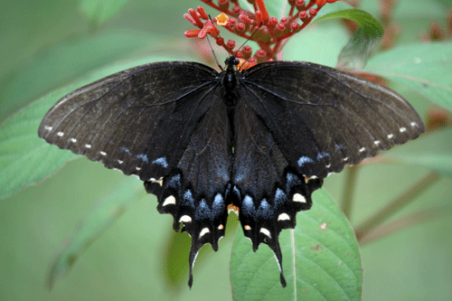 Czarna samica jaskółki tygrysiej, Papilio glaucus Linnaeus (skrzydła rozpostarte, ukazujące powierzchnię grzbietową).