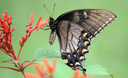 Papillon tigre femelle sombre, Papilio glaucus Linnaeus (ailes repliées, montrant la surface ventrale avec des rayures caractéristiques).