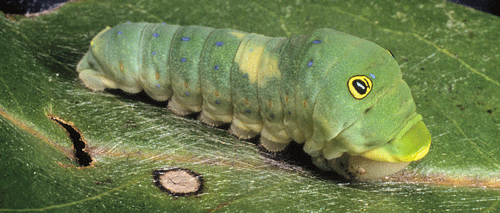 Quarta larva instar do rabo de andorinha tigre, Papilio glaucus Linnaeus mostrando a sela branca.
