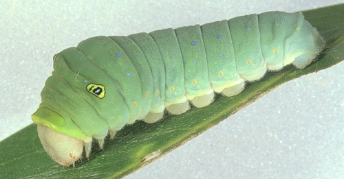 Last instar larva do rabo de andorinha tigre, Papilio glaucus Linnaeus