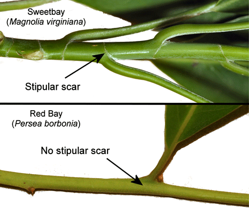 Stengels van de zoete lijsterbes, Magnolia virginiana (L.) (Magnoliaceae) met stengelvormige littekens en de gelijkende rode laurier, Persea borbonia die geen stengelvormige littekens heeft.