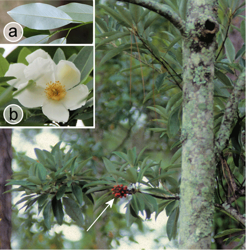 Süßer Lorbeer, Magnolia virginiana (L.) (Magnoliaceae) zeigt die charakteristische glauköse Unterseite des Blattes (Inset a), der Blüte (Inset b) und der Samen (Pfeil).