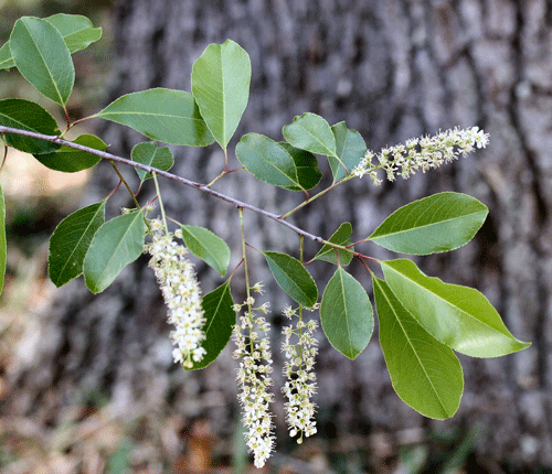 Schwarzkirsche, Prunus serotina Ehrh., Laub und Blüten.