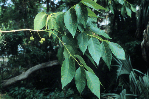 Weißesche, Fraxinus americana Linnaeus (Oleaceae)