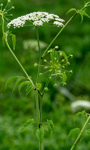 Spotted water hemlock, Cicuta maculata L., a host of the eastern black swallowtail, Papilio polyxenes asterius (Stoll).