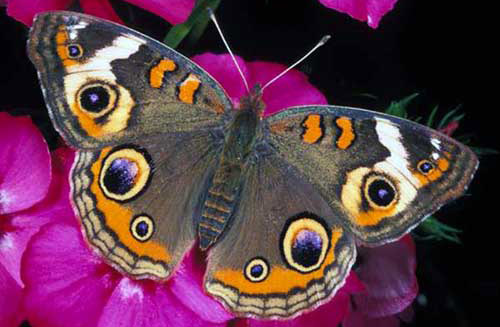 Adult common buckeye butterfly, Junonia coenia Hübner.
