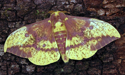 Imperial moth, Eacles imperialis (Drury).