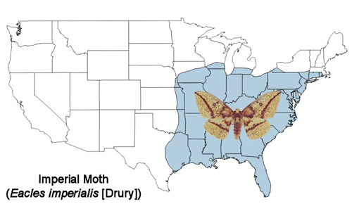 Imperial moth, Eacles imperialis (Drury), distribution map.