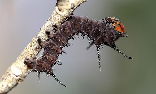 Imperial moth, Eacles imperialis (Drury), second instar larva.