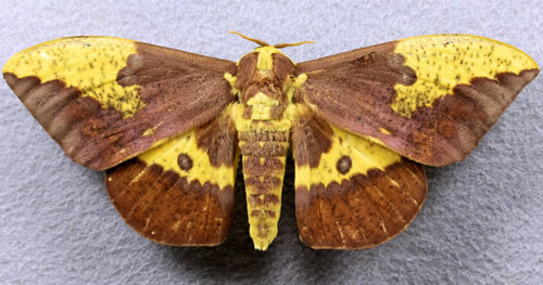 Imperial moth, Eacles imperialis (Drury), adult male collected July 7, 2001 at Branford (Suwanee Co.), 