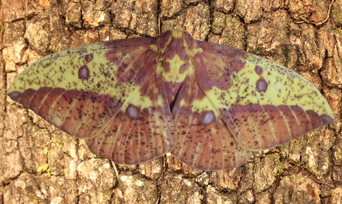 Imperial moth, Eacles imperialis (Drury), adult female collected May 29, 2014 at Micanopy (Alachua Co.), Florida. 