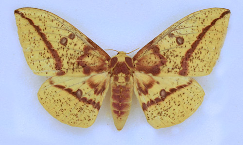 Imperial moth, Eacles imperialis (Drury), adult female collected September 2, 2014 at Micanopy (Alachua Co.), Florida.