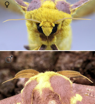 Imperial moth, Eacles imperialis (Drury), female (top) and male (bottom) antennae.