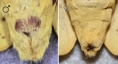 Imperial moth, Eacles imperialis (Drury), ventral aspect of abdominal segments showing purple pigment on male (left) and lack of pigment on female (right).