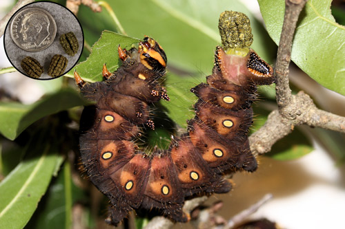 Imperial moth, Eacles imperialis (Drury), fifth instar larva defecating and fecal pellets (inset). 