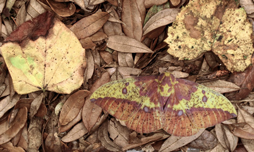 Imperial moth, Eacles imperialis (Drury), image of adult digitally pasted into photo with dead redbud, Cercis canadensis Linnaeus, and muscadine grape, Vitis rotundifolia Michaux, leaves.