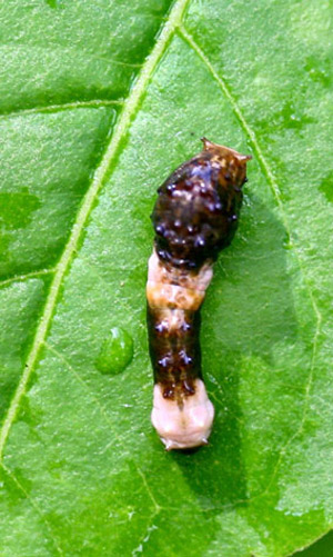 Young larva of the giant swallowtail, Papilio cresphontes Cramer, (illustrating bird dropping mimicry) on Ptelea trifoliata leaf. Head is to the top.