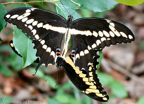 A mating pair of the giant swallowtail, Papilio cresphontes Cramer, with the female above. 