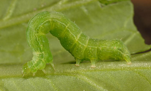 Soybean looper larva, Chrysodeixis includens (Walker), making its signature looping motion