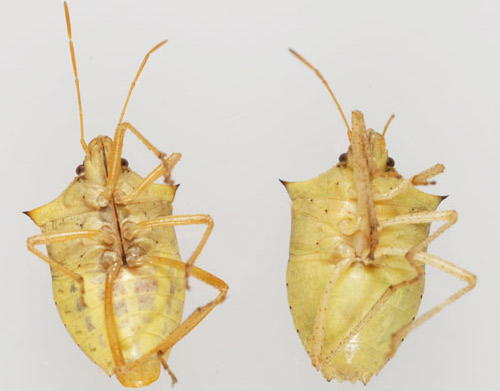 Ventral view of Euschistus quadrator Rolston; adult male (left) and female(right), a stink bug. 