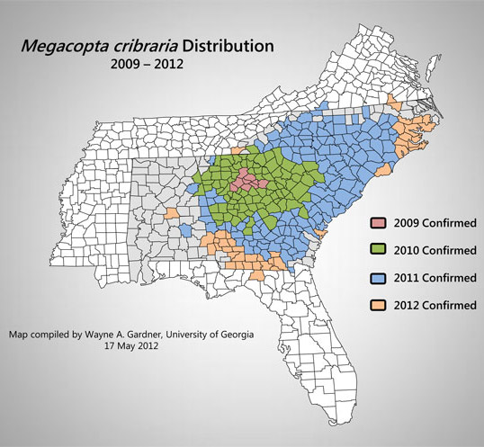The current distribution of the bean plataspid, Megacopta cribraria (Fabricius), in the United States as of 17 May 2012.
