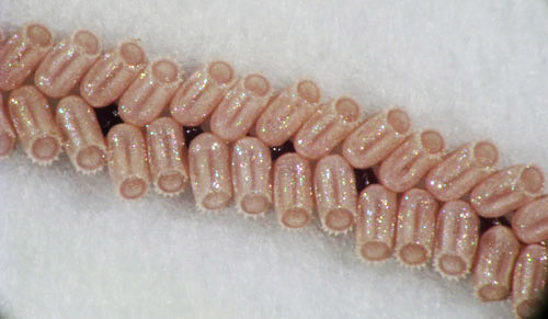Egg mass of the bean plataspid, Megacopta cribraria (Fabricius), in a laboratory setting. Note the dark regions in the middle where the two rows of eggs meet—these dark regions are filled with endosymbionts.