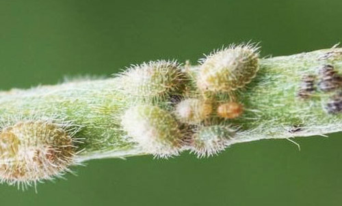 Multiple early instar nymphs of the bean plataspid, Megacopta cribraria (Fabricius), on kudzu, Pueraria Montana var. lobata (Willd.) Maesen & S. Almeida. 