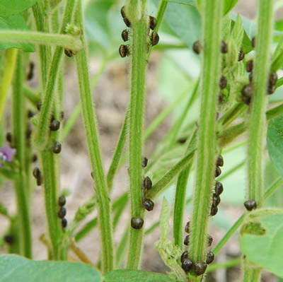 Infestation of adult bean plataspids, Megacopta cribraria (Fabricius), on 