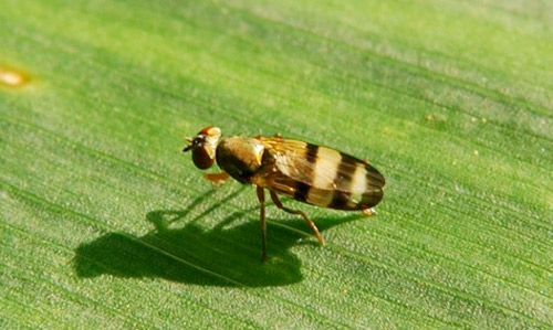 Pests attacking corn crops in India