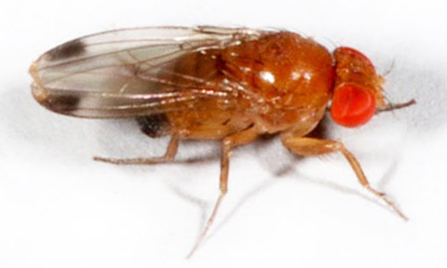 Spotted Wing Drosophila Drosophila Suzukii Matsumura 
