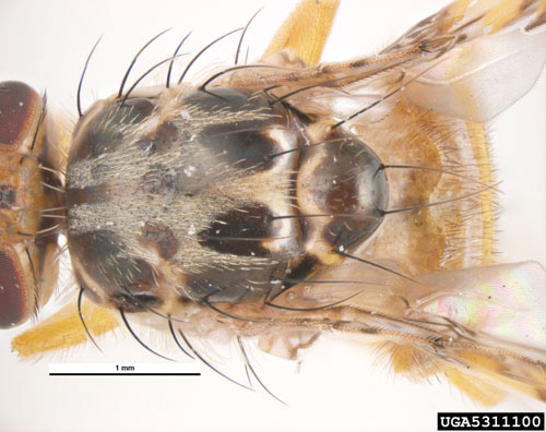 The thorax of the adult Mediterranean fruit fly, Ceratitis capitata (Wiedemann), is creamy white to yellow with characteristic pattern of black blotches. The light areas have very fine white bristles. 