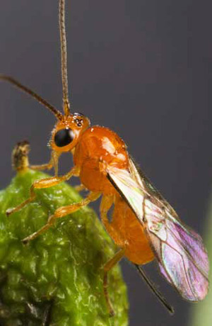 Fruit Fly Anatomy