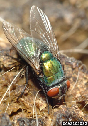 Dorsal view of the common green bottle fly, Lucilia sericata (Meigen). 