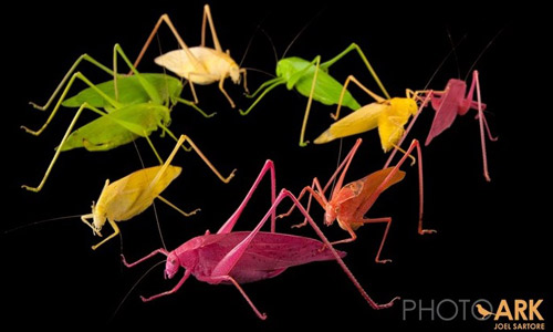 Oblong-winged katydid adults, Amblycorypha oblongifolia (De Geer), in various colors. 