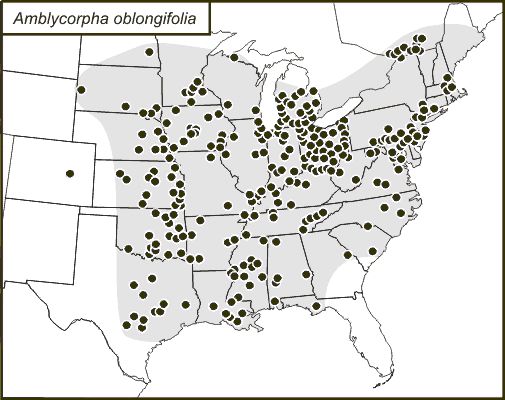 Distribution of Amblycorypha oblongifolia (De Geer) within the United States, black dots indicate county records.